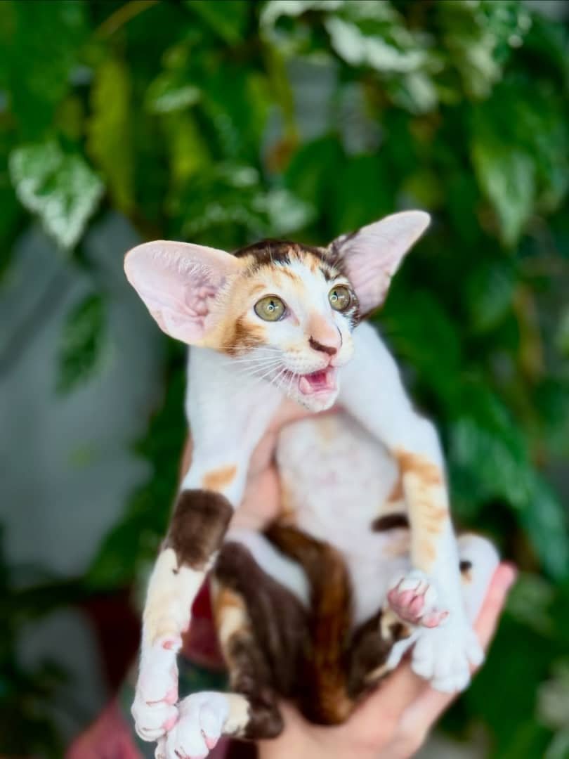 Nala - Oriental Shorthair Kitten